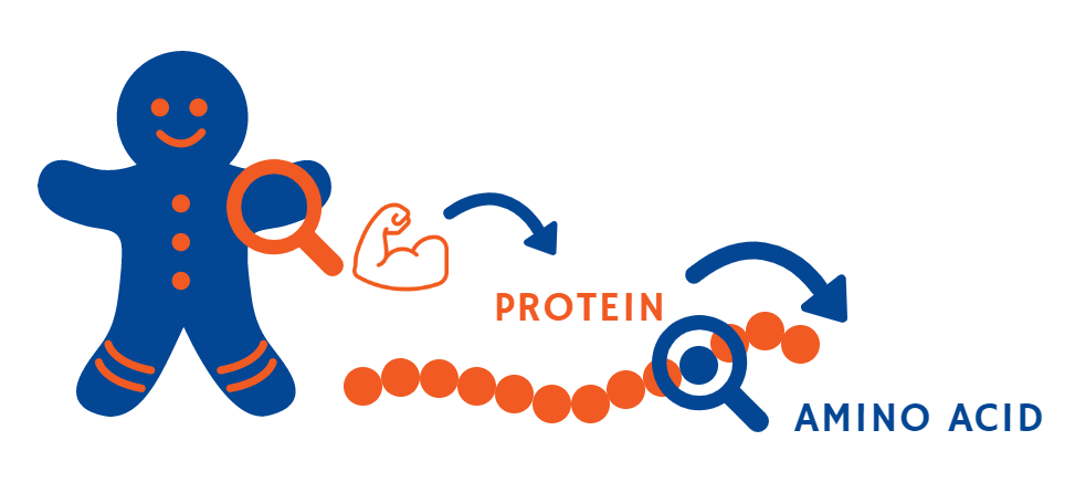 importance of protein in our body 