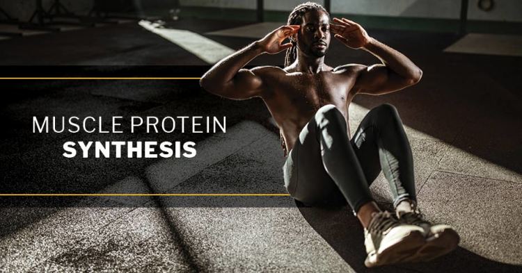 muscle protein synthesis 