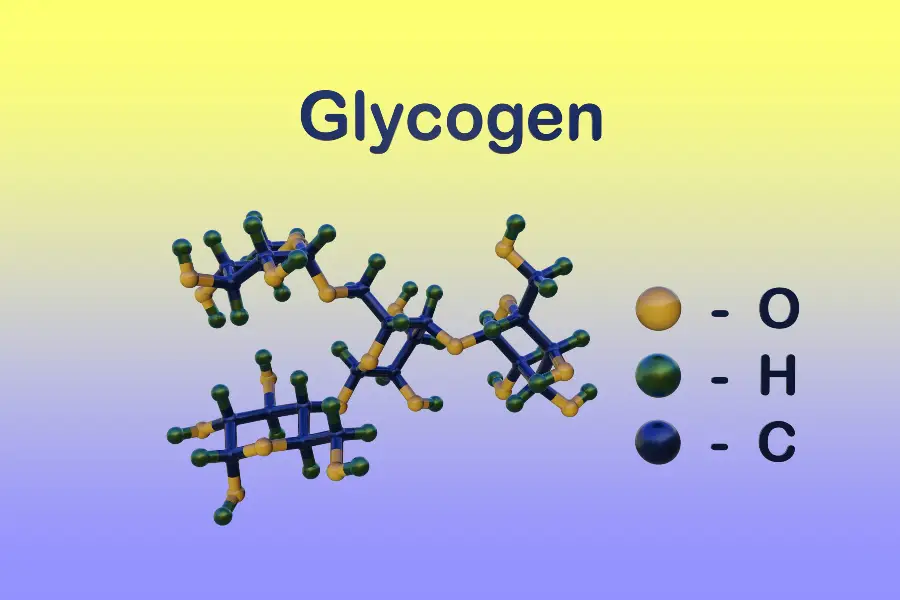 what is glycogen 