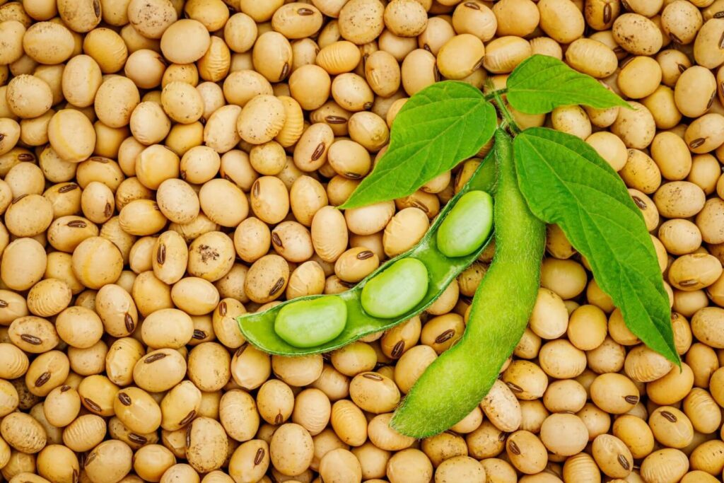 what is soy protein